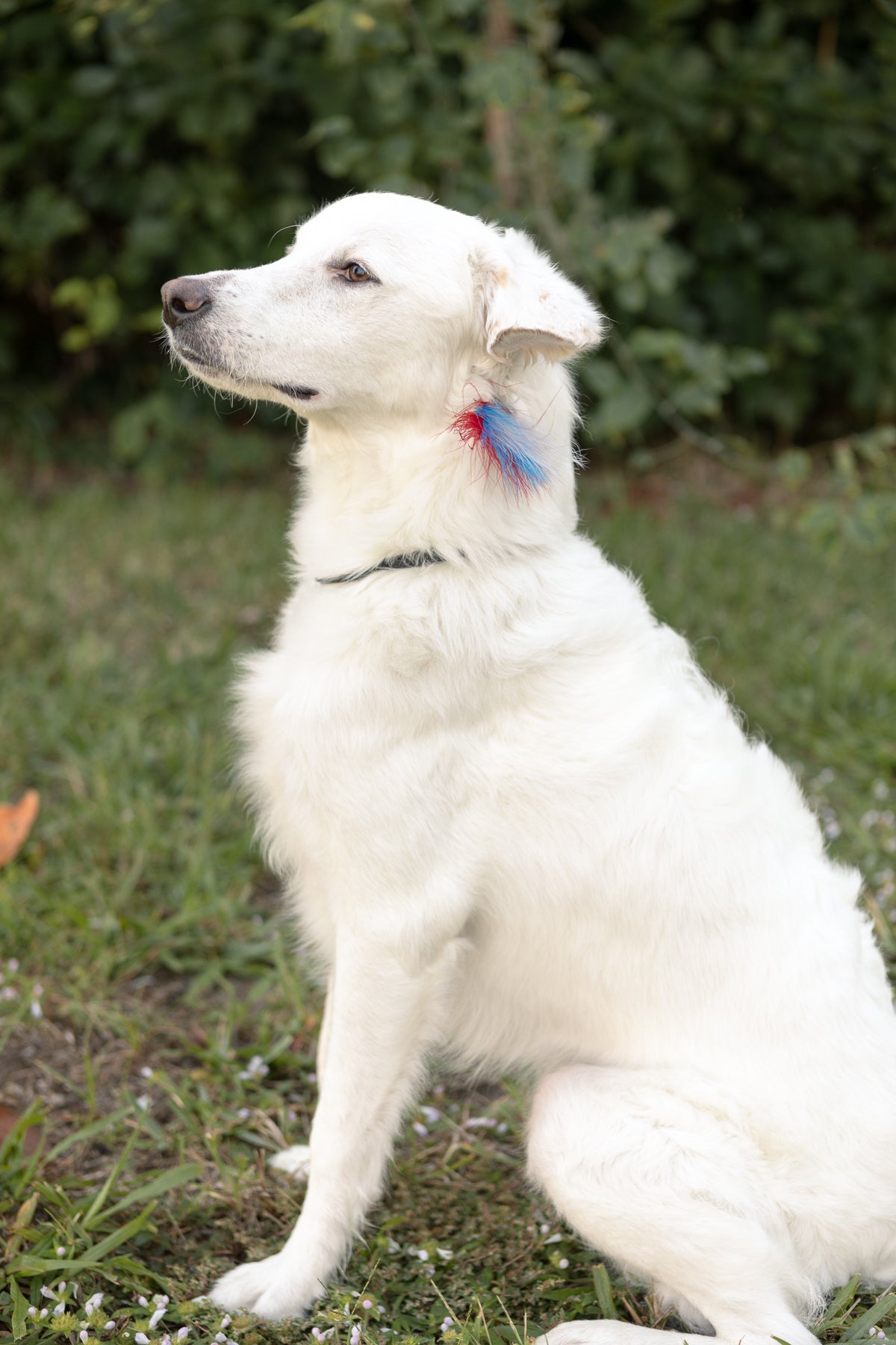 Patriotic Pooch Short Extension