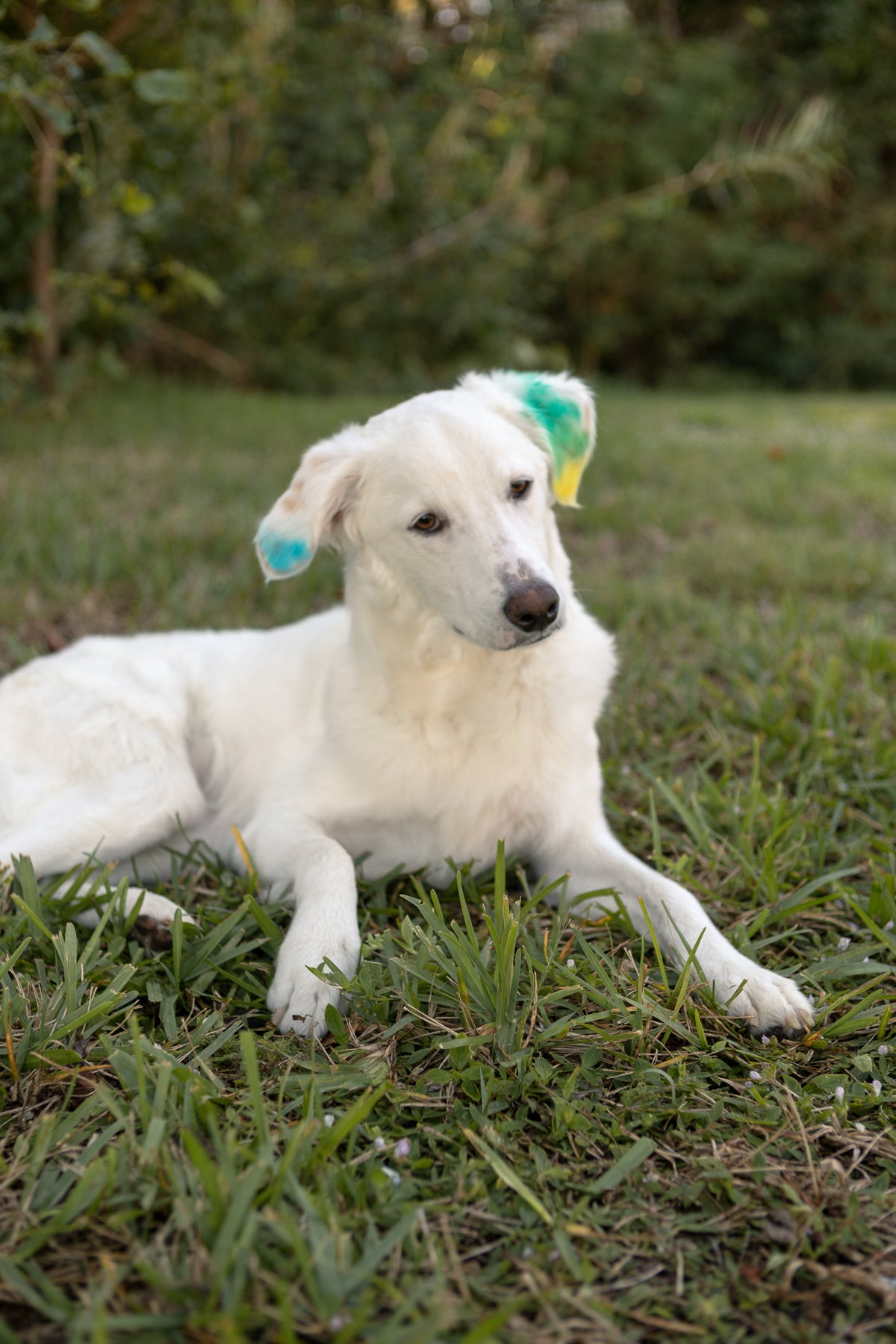 Tail Wagging Blue Pet Chalk