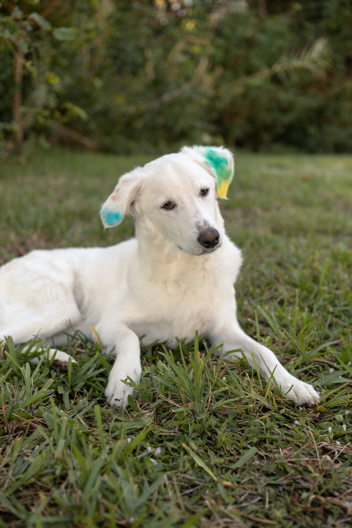 Loyal Green Pet Chalk