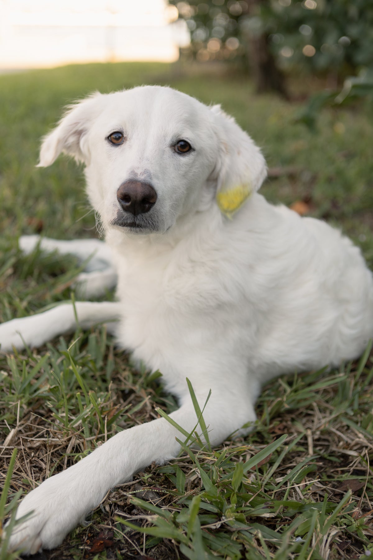 Yellow Treats Pet Chalk